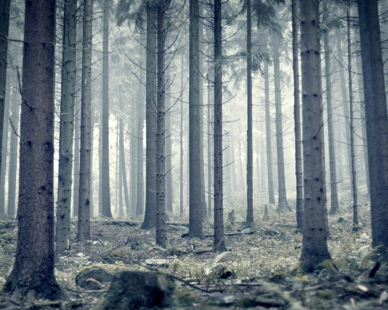 Лес, туман, стволы 1280x1024