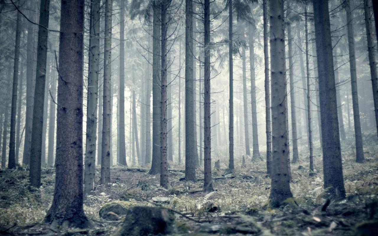 Лес, туман, стволы 1280x800