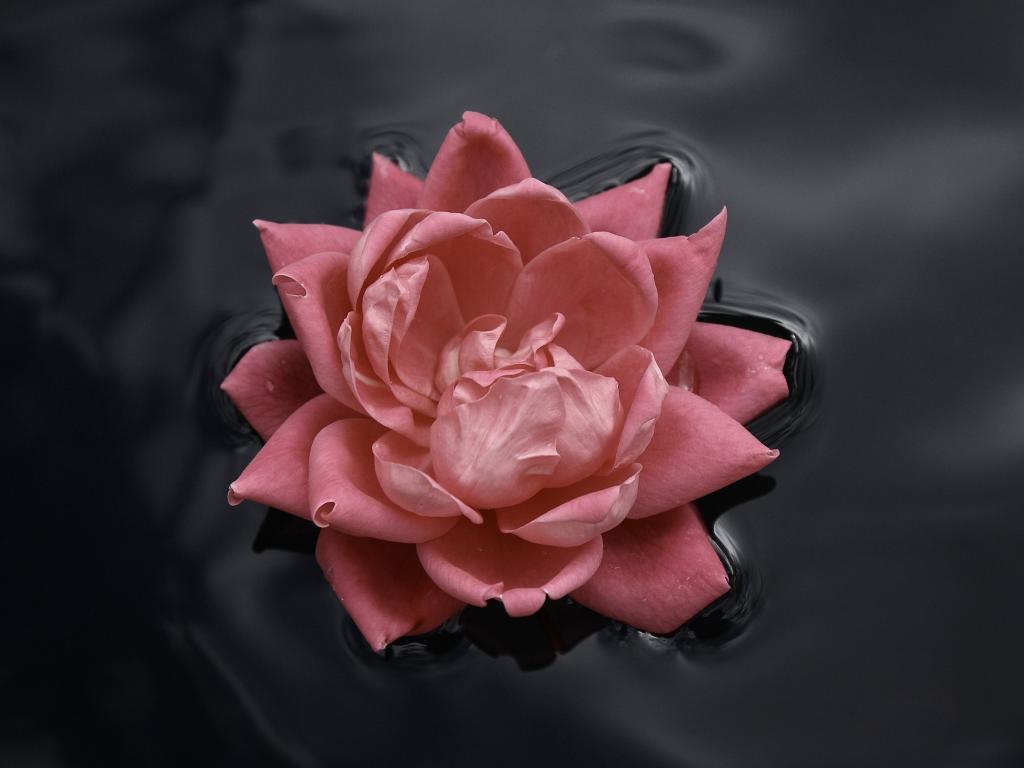 Красивый розовый цветок плавает на воде 1024x768