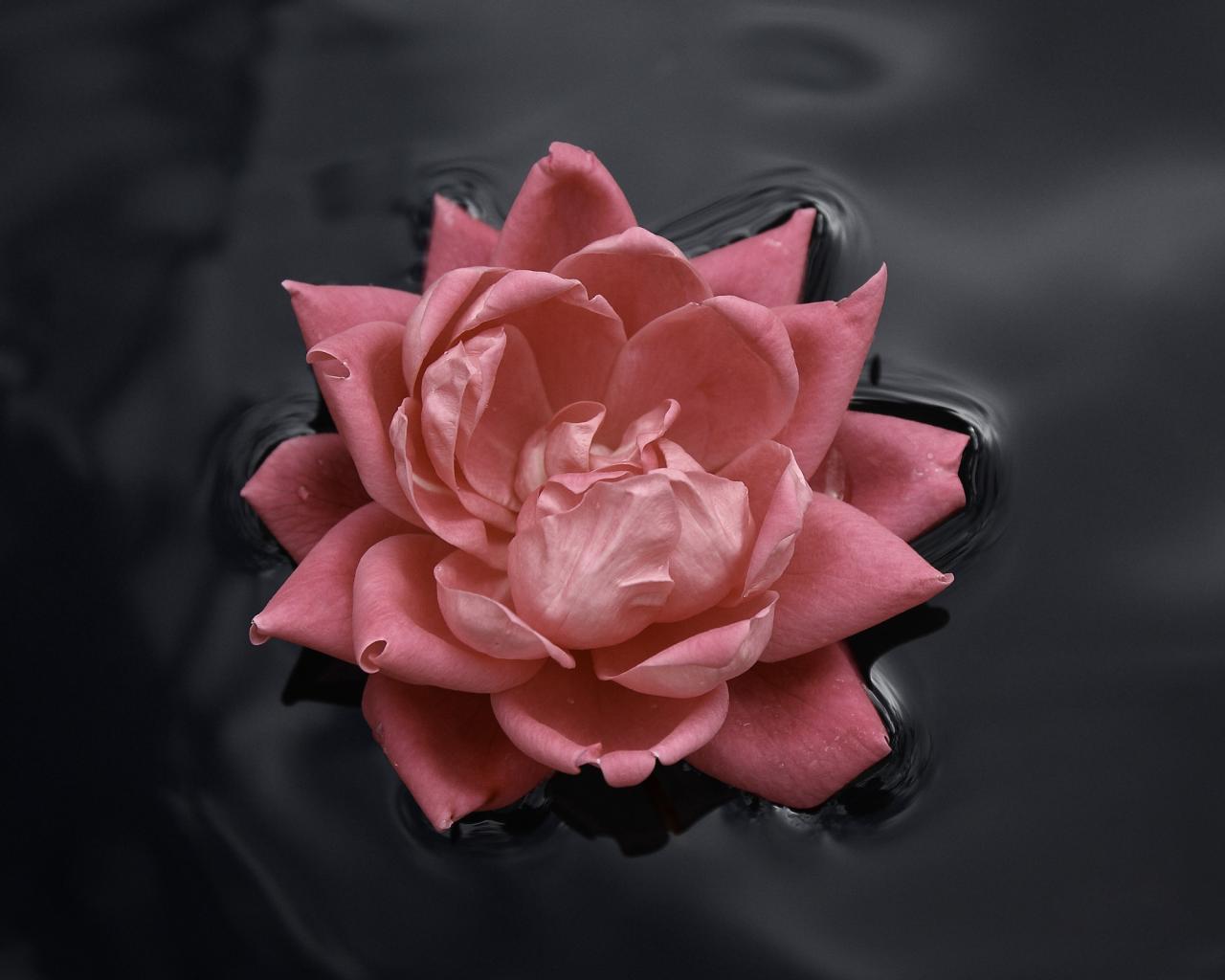 Красивый розовый цветок плавает на воде 1280x1024