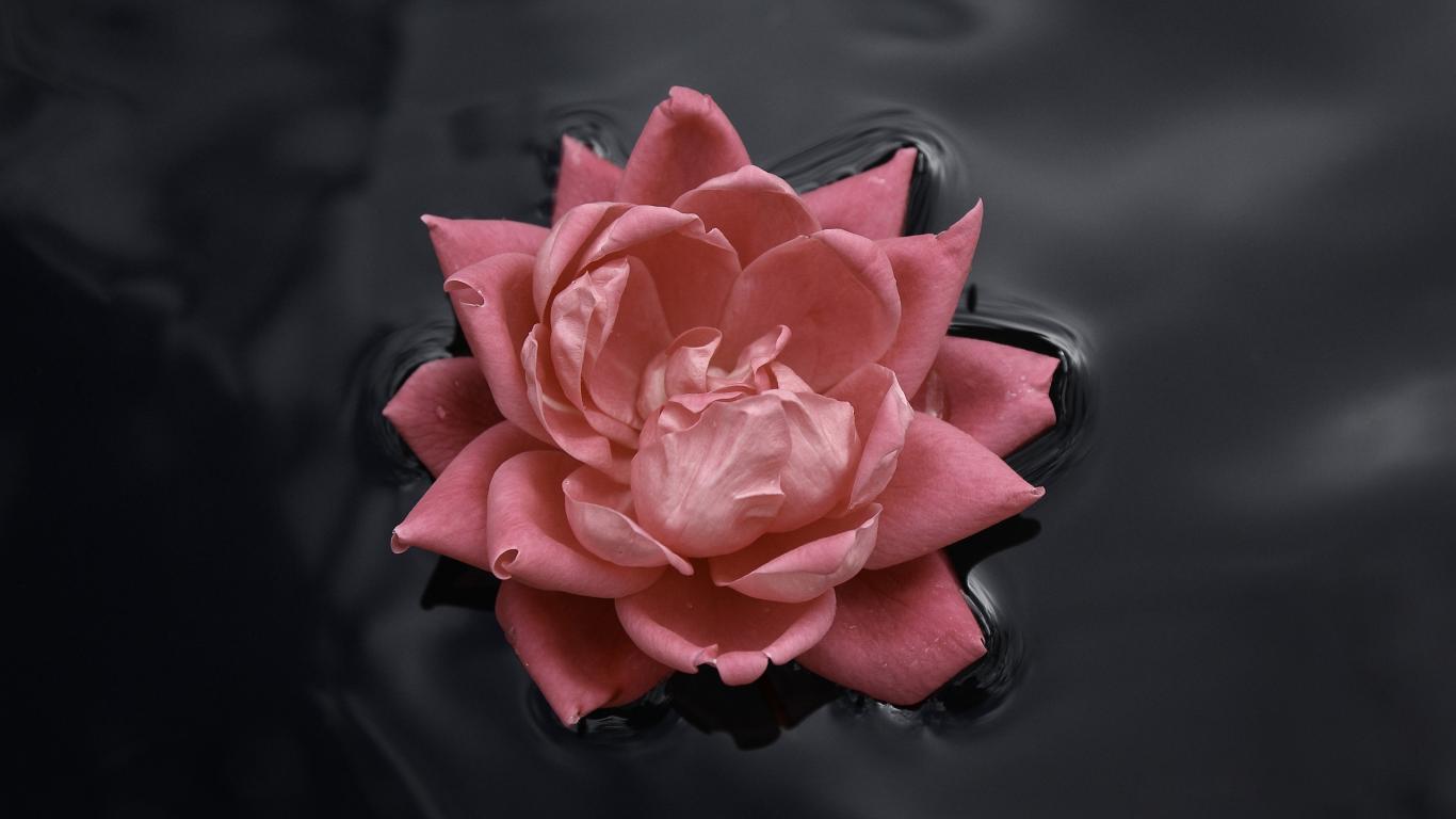 Красивый розовый цветок плавает на воде 1366x768