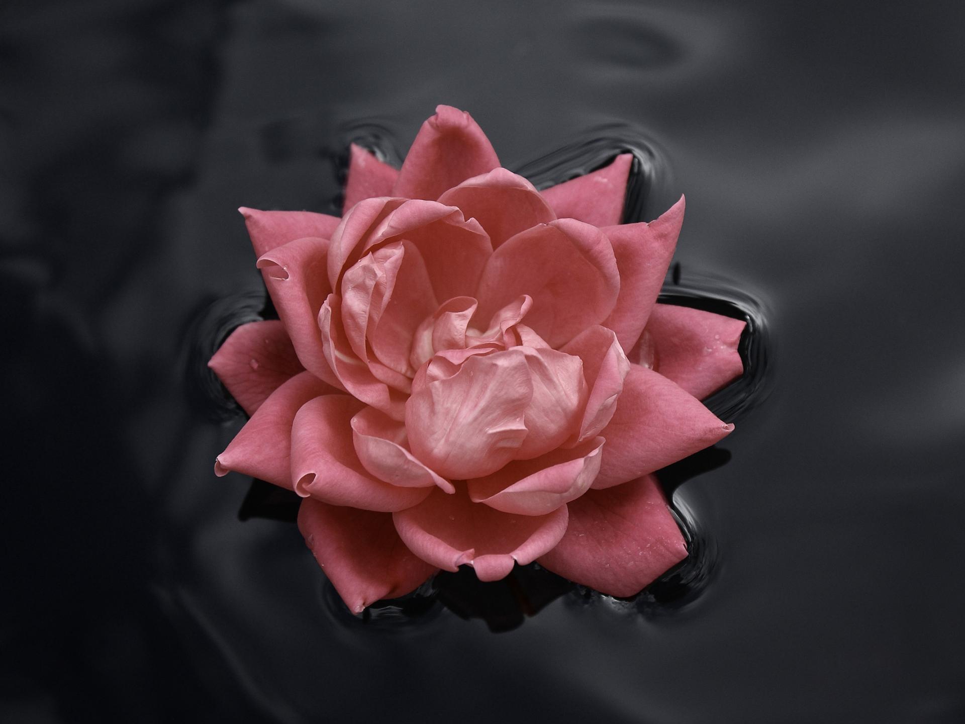 Красивый розовый цветок плавает на воде 1920x1440