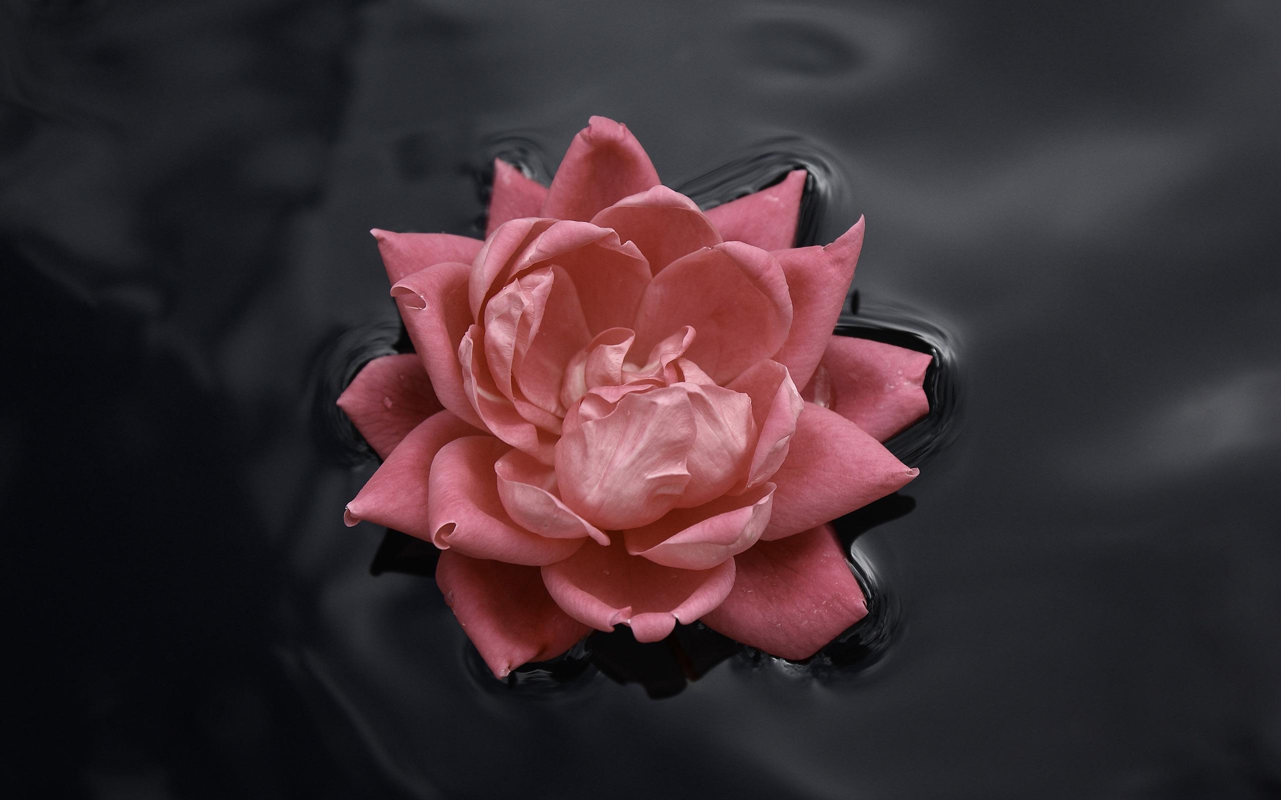 Красивый розовый цветок плавает на воде 2560x1600