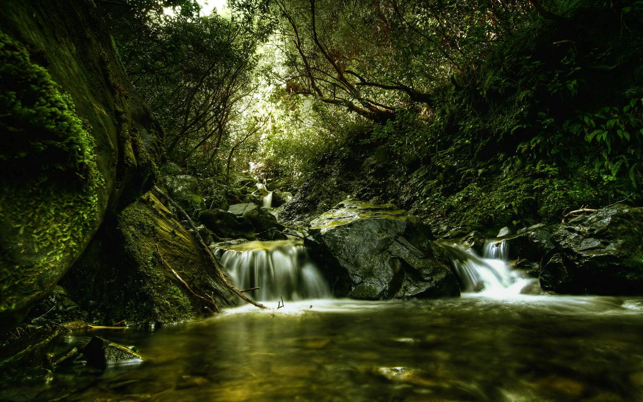 Лес, река, зелень, водопадик, особенная фотография 1280x800