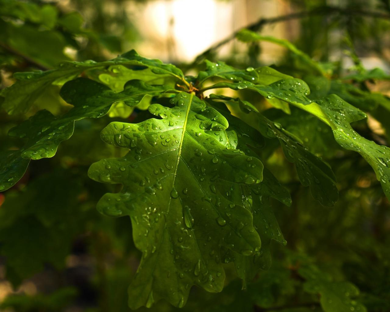 Сочные мокрые листья дуба 1280x1024