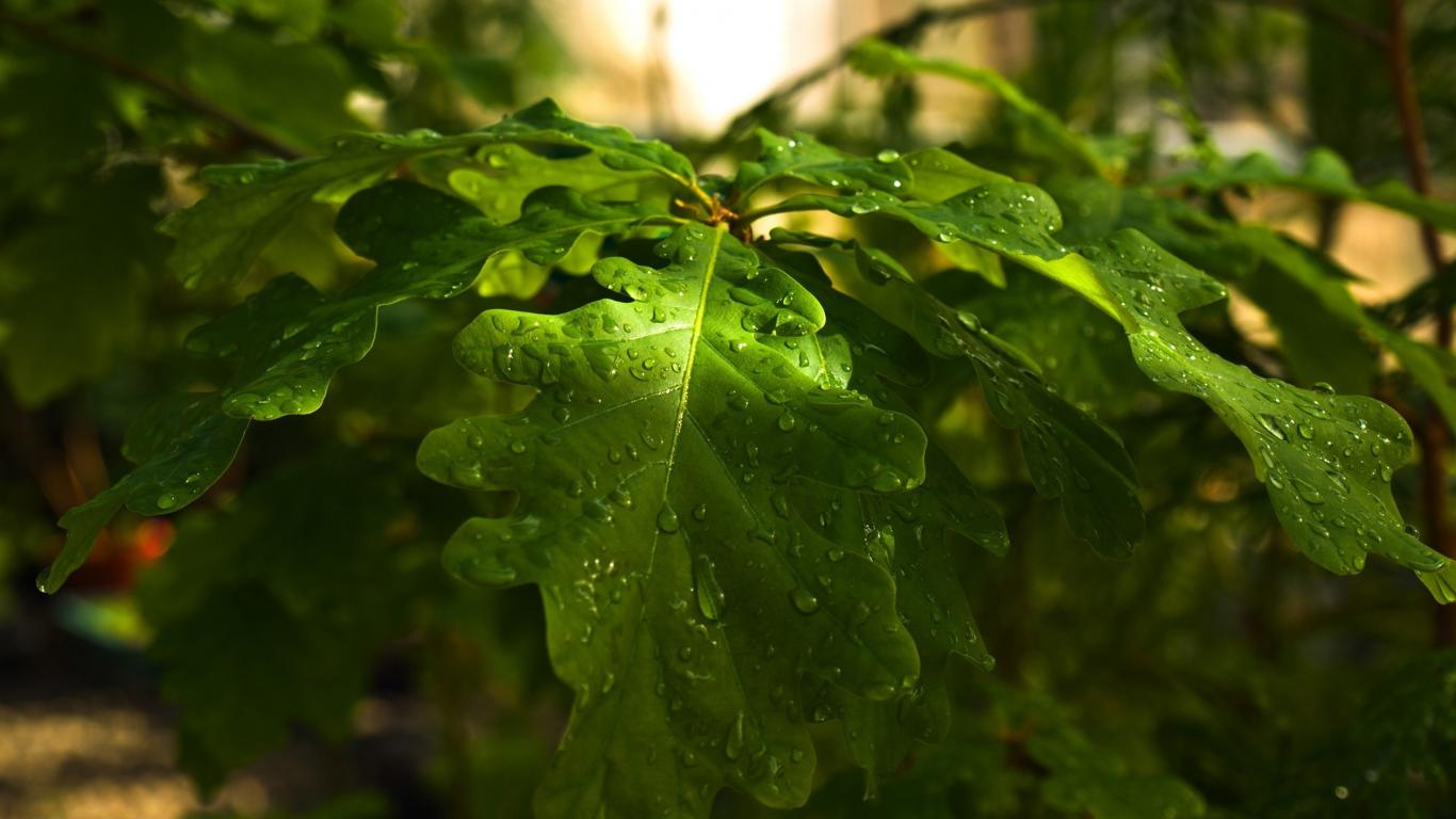 Сочные мокрые листья дуба 1366x768
