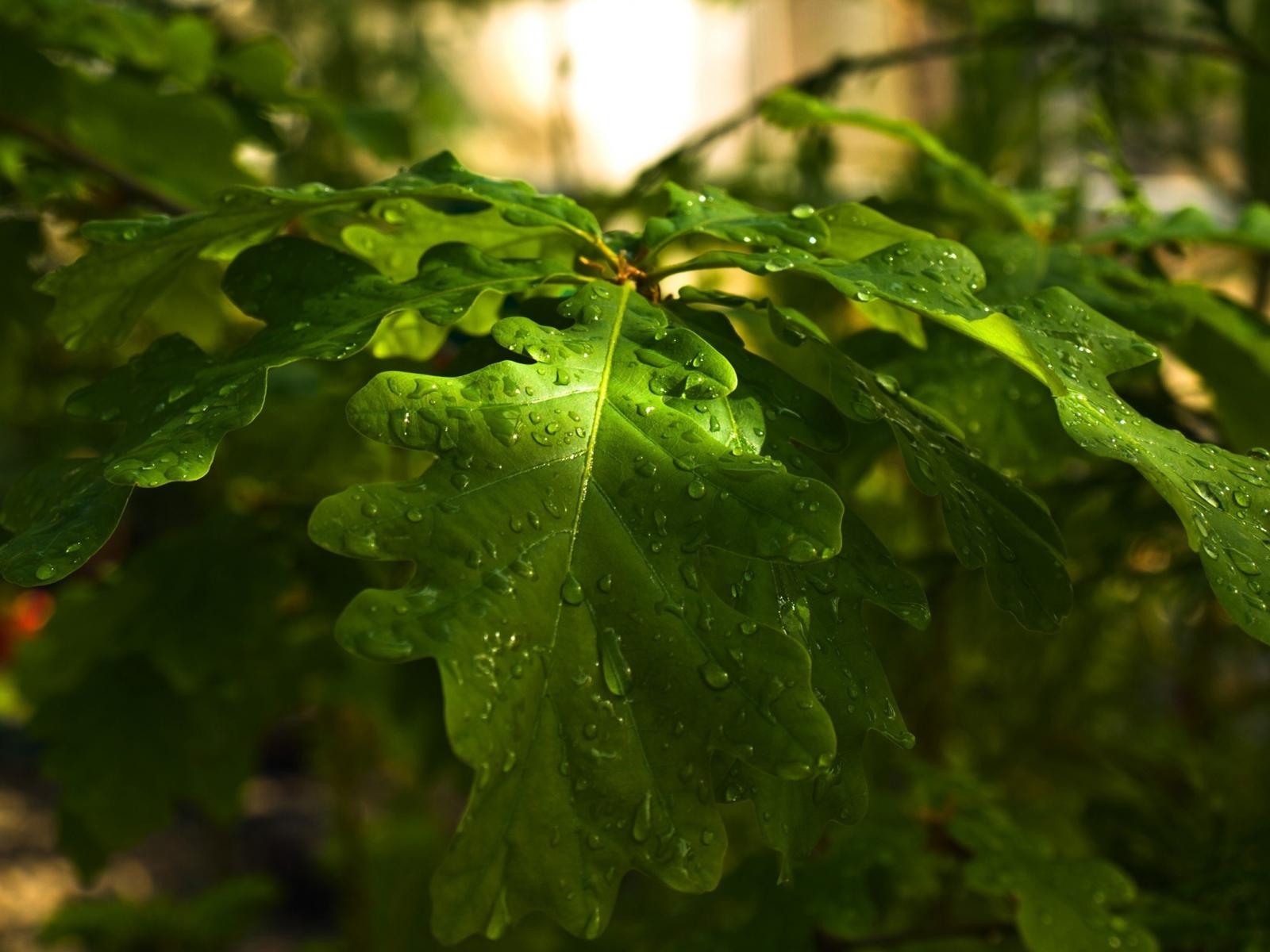 Сочные мокрые листья дуба 1600x1200