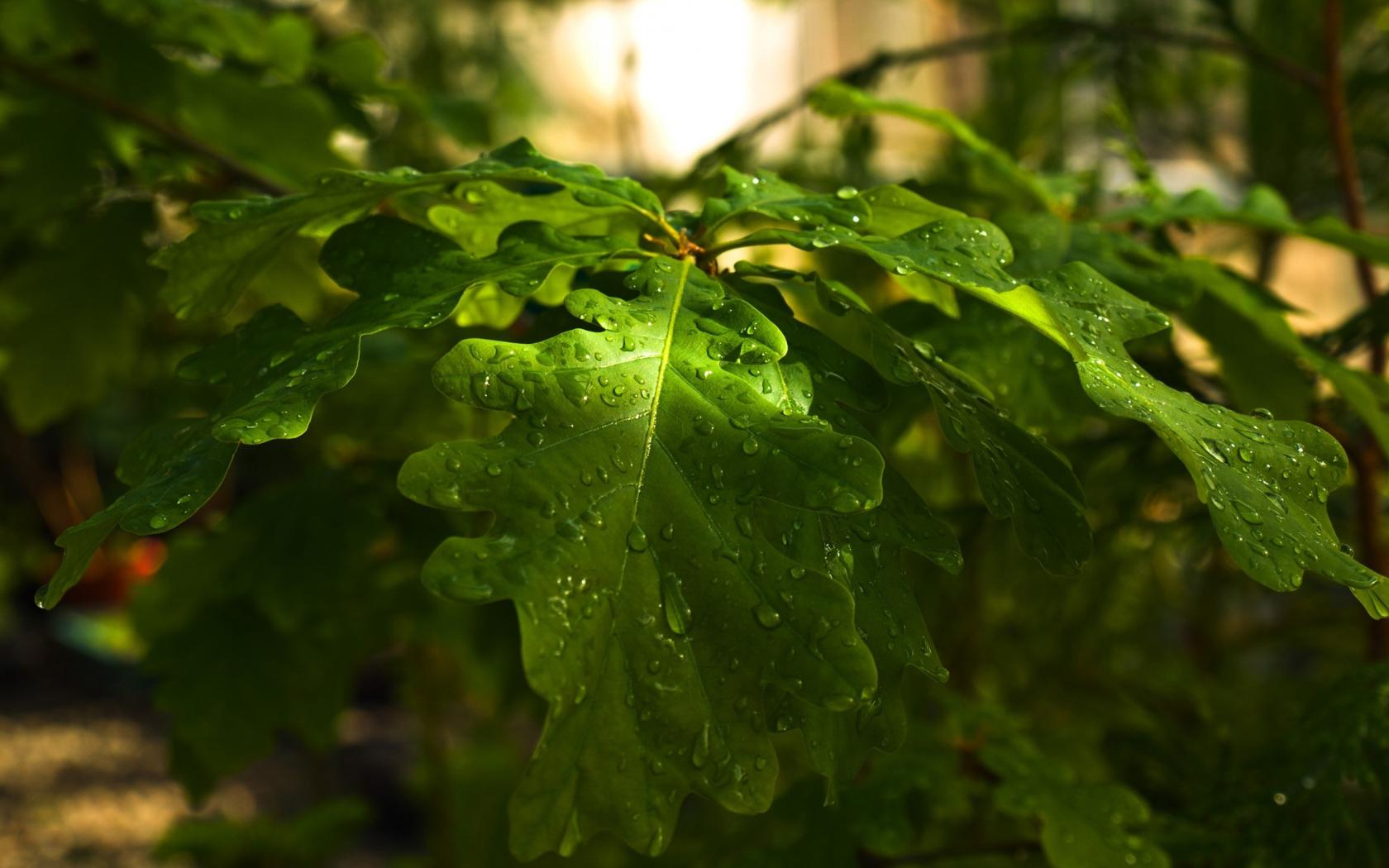 Сочные мокрые листья дуба 1680x1050