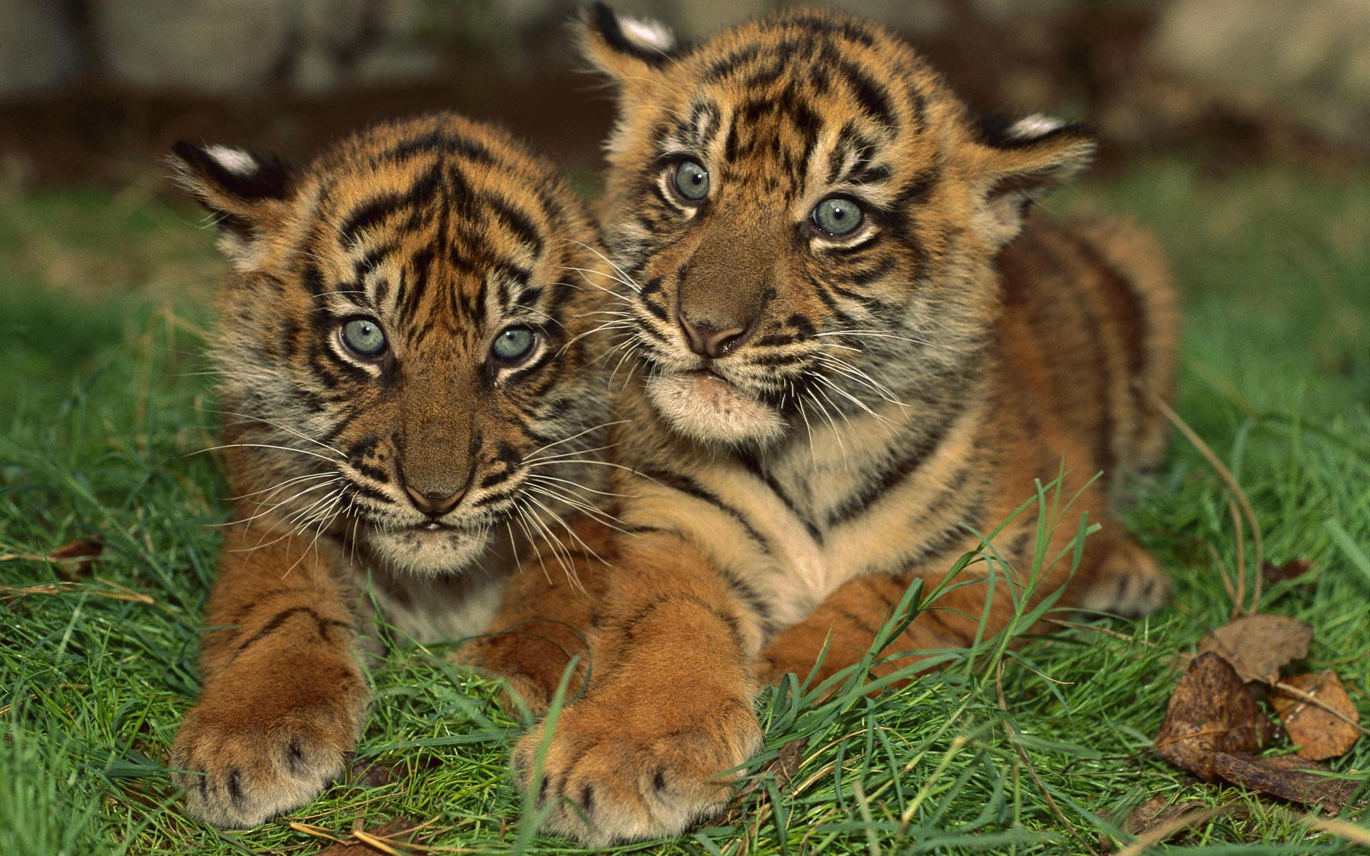 Два глазастых тигрёнка 1920x1200
