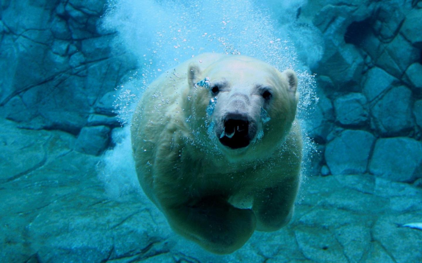 Плавающий Полярный Медведь 1440x900