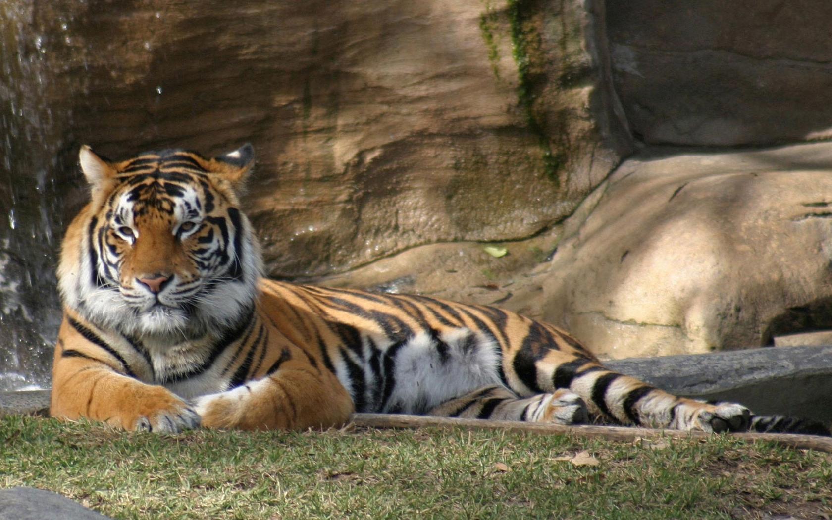 Природа, животные, тигры 1680x1050